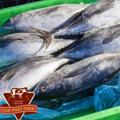 Các Loại Cá Biển Đông Lạnh Phổ Biến Hiện Nay Các Loại Cá Biển Đông Lạnh Phổ Biến Hiện Nay
