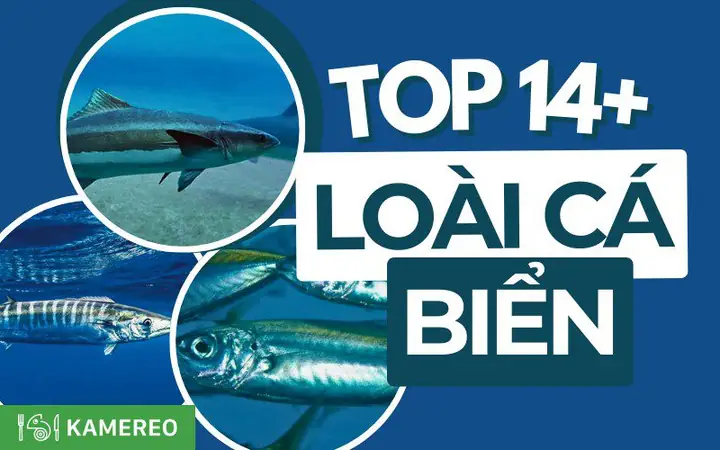 Khám Phá Các Loại Cá Biển Gần Bờ Phổ Biến Và Cách Nhận Biết Khám Phá Các Loại Cá Biển Gần Bờ Phổ Biến Và Cách Nhận Biết