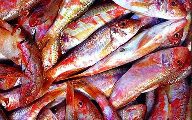 Khám Phá Thế Giới Cá Biển Màu Hồng: Danh Sách Đầy Đủ Và Đặc Điểm Nổi Bật Khám Phá Thế Giới Cá Biển Màu Hồng: Danh Sách Đầy Đủ Và Đặc Điểm Nổi Bật