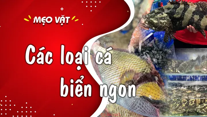 Khám Phá Các Loại Cá Biển Ngon Ở Việt Nam: Danh Sách Top Đầu Khám Phá Các Loại Cá Biển Ngon Ở Việt Nam: Danh Sách Top Đầu