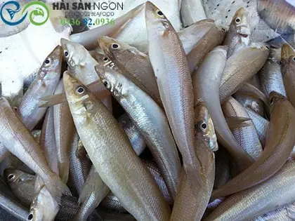 Khám Phá Các Loại Cá Bống Biển: Đặc Điểm, Giá Trị Dinh Dưỡng Và Cách Chế Biến