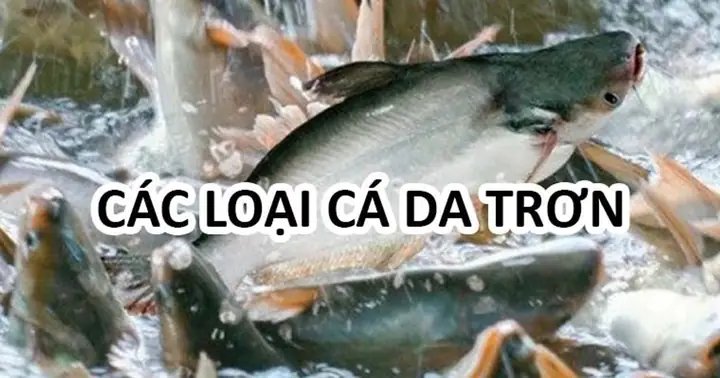 Các Loại Cá Da Trơn Sông Phổ Biến Ở Việt Nam Các Loại Cá Da Trơn Sông Phổ Biến Ở Việt Nam