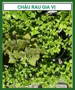 Khám Phá Thế Giới Các Loại Rau Gia Vị: Bảng Phong Thần Trong Bếp Việt