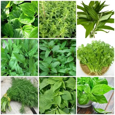 Khám Phá Thế Giới Các Loại Rau Gia Vị: Bảng Phong Thần Trong Bếp Việt