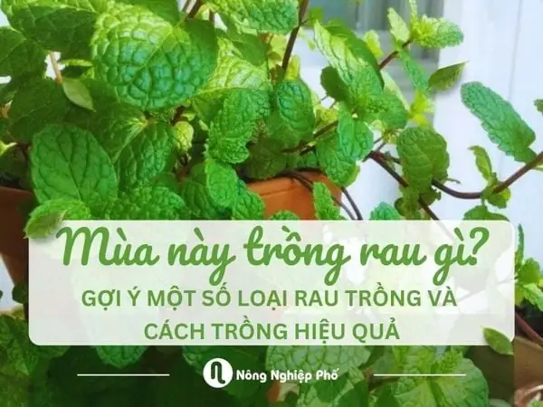 Khám Phá Các Loại Rau Theo Mùa: Lợi Ích Thiết Thực Và Hướng Dẫn Sử Dụng