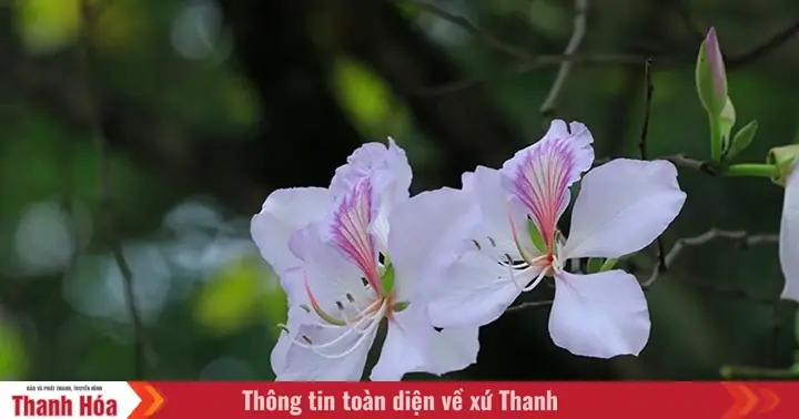 Khám Phá Vẻ Đẹp Ẩm Thực Từ Hoa Ban: Các Món Ngon Độc Đáo Của Núi Rừng