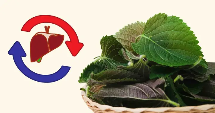 Các Món Ăn Với Tía Tô: Khám Phá 15+ Công Thức Đặc Trưng Từ Á Đến Âu