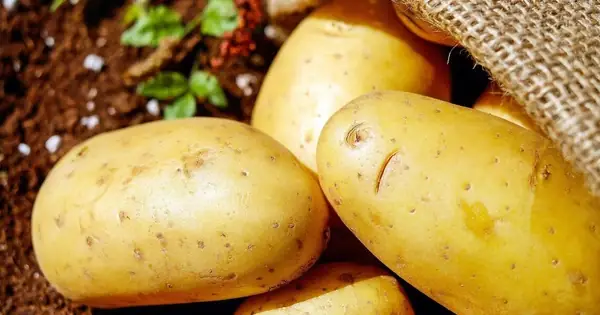Cách Ăn Khoai Tây Giảm Cân Hiệu Quả Và Khoa Học Nhất Cách Ăn Khoai Tây Giảm Cân Hiệu Quả Và Khoa Học Nhất