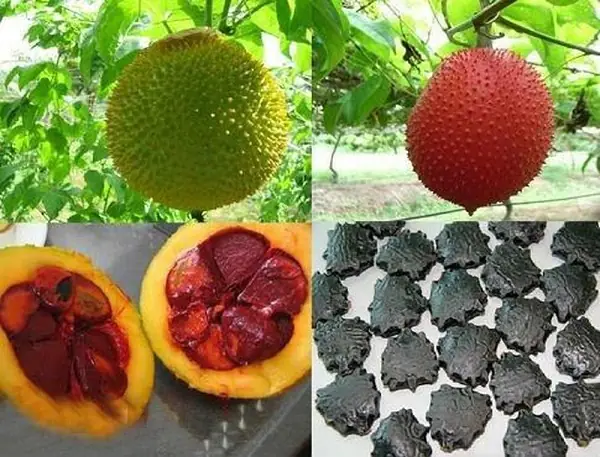 Cách Chế Biến Cùi Gấc Chuẩn Vị Cho Món Ăn Ngon Cách Chế Biến Cùi Gấc Chuẩn Vị Cho Món Ăn Ngon