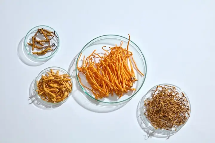 Cách Chế Biến Đông Trùng Hạ Thảo Tươi Đúng Chuẩn Dinh Dưỡng