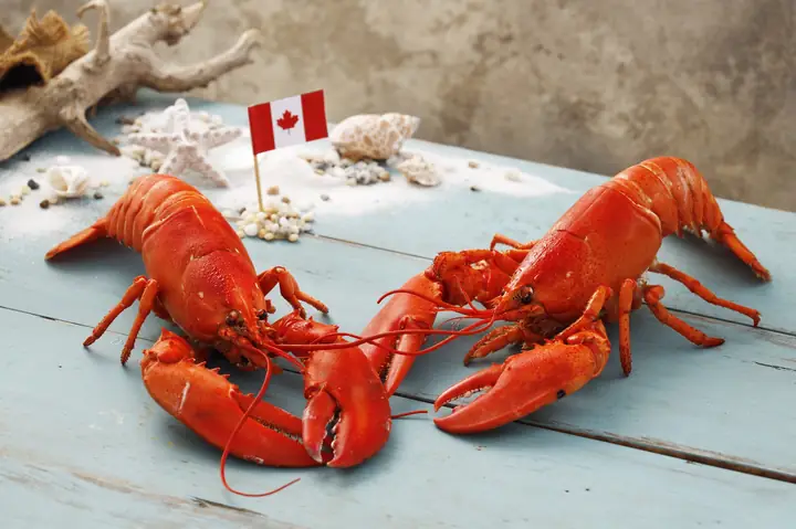 Khám Phá 15+ Cách Chế Biến Món Tôm Hùm Canada Thơm Ngon Đúng Điệu Khám Phá 15+ Cách Chế Biến Món Tôm Hùm Canada Thơm Ngon Đúng Điệu