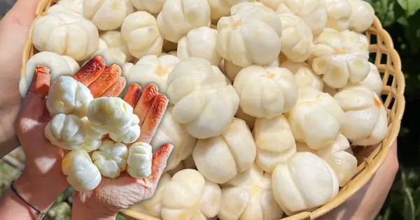 Cách Gọt Măng Cụt Xanh Chuẩn Xác, Dễ Thực Hiện Tại Nhà