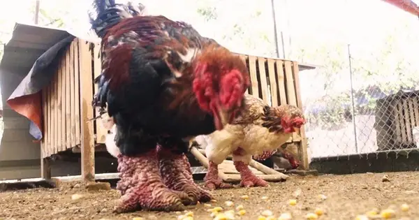 Cách Làm Chân Gà Đông Cảo Thơm Ngon, Giòn Sần Sật Tại Nhà