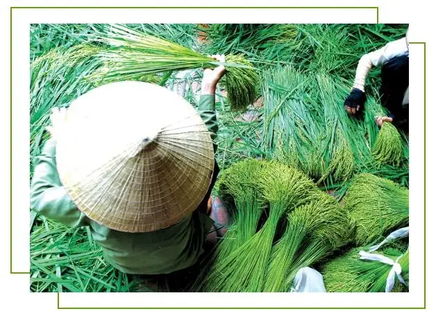 Cách Làm Cốm Làng Vòng Chuẩn Vị Hà Thành