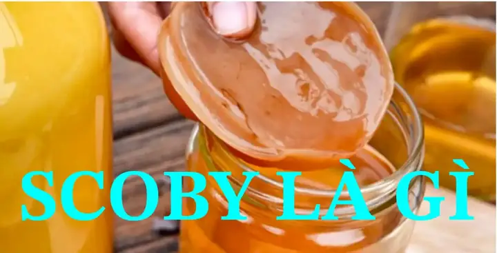 Cách Làm Con Giống Scoby Chuẩn Xác Tại Nhà Cho Người Mới Bắt Đầu