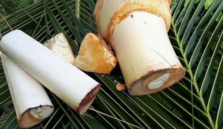 Các Cách Làm Củ Hủ Dừa Không Bị Đen Đơn Giản Và Hiệu Quả Tại Nhà Các Cách Làm Củ Hủ Dừa Không Bị Đen Đơn Giản Và Hiệu Quả Tại Nhà