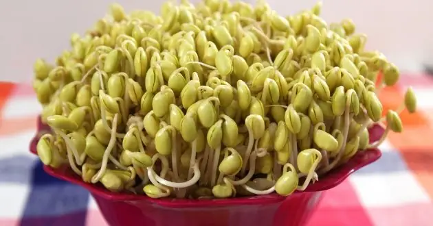 Cách Làm Giá Đỗ Bằng Đậu Nành Ngon, Giòn Tại Nhà Không Cần Giá Thể