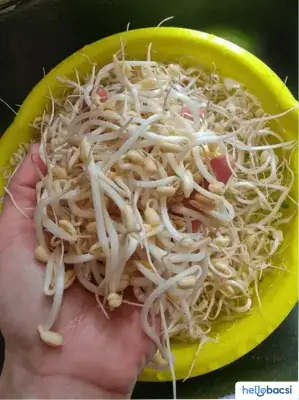 Cách Làm Giá Đỗ Số Lượng Nhiều: Hướng Dẫn Chi Tiết Từ A-z Cho Người Mới Bắt Đầu