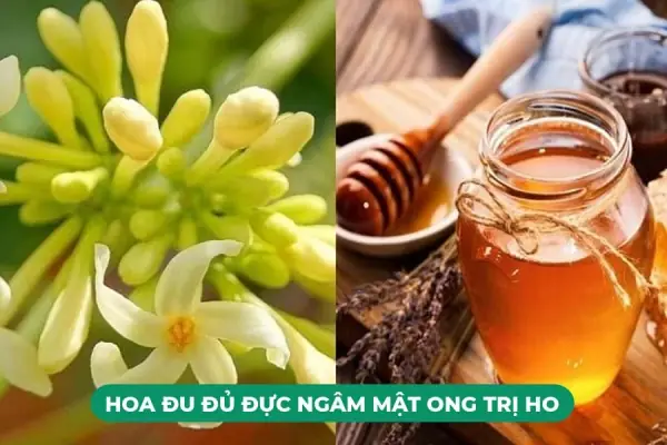 Cách Làm Hoa Đu Đủ Ngâm Mật Ong Thơm Ngon, Bổ Dưỡng Tại Nhà