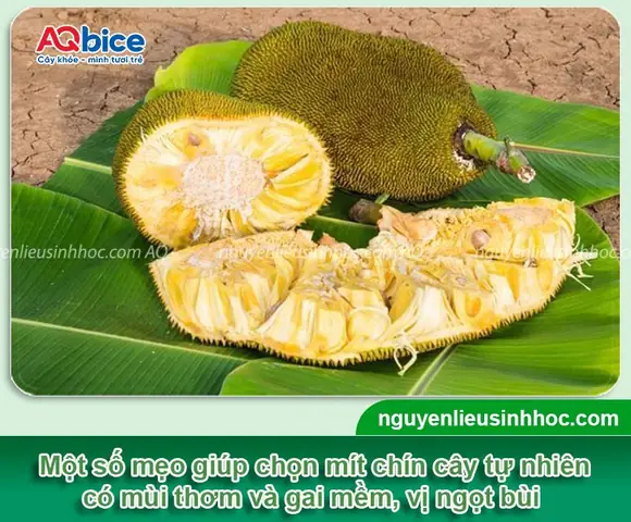 Cách Làm Mít Nhanh Chín Bằng Muối: Bí Quyết Từ A-z Cho Trái Cây Ngọt Thơm, Không Bị Sượng