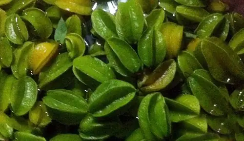 Cách Làm Ô Mai Khế Chua Ngọt Cay Chuẩn Vị, Giòn Ngon Dễ Làm Tại Nhà Cách Làm Ô Mai Khế Chua Ngọt Cay Chuẩn Vị, Giòn Ngon Dễ Làm Tại Nhà