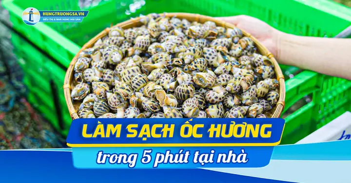 Cách Làm Sạch Ốc Hương Chuẩn Vị, Không Nhớt, Không Tanh Cách Làm Sạch Ốc Hương Chuẩn Vị, Không Nhớt, Không Tanh