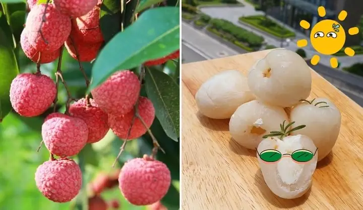 Cách Làm Sữa Chua Vải Tại Nhà Thơm Ngon, Bổ Dưỡng