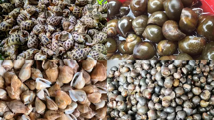 Cách Luộc Ốc Nhảy Ngon