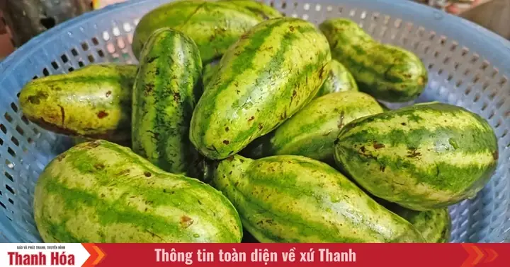 Cách Muối Dưa Hấu Non Chuẩn Vị, Giòn Ngon Và Bảo Quản Được Lâu Cách Muối Dưa Hấu Non Chuẩn Vị, Giòn Ngon Và Bảo Quản Được Lâu