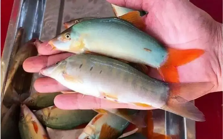 Cách Nấu Ăn Cá Nanh Heo