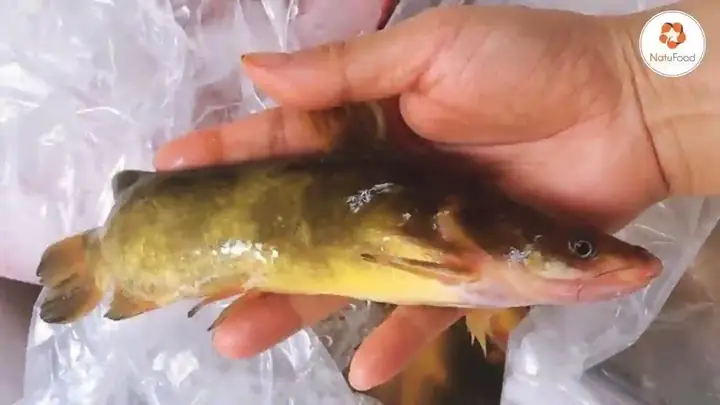 Cách Nấu Cá Bò Sông Thơm Ngon, Chuẩn Vị Cho Bữa Cơm Gia Đình Cách Nấu Cá Bò Sông Thơm Ngon, Chuẩn Vị Cho Bữa Cơm Gia Đình