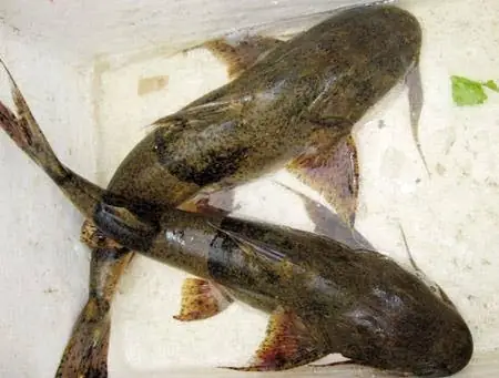 Cách Nấu Cá Chiên Sông Ngon Giòn, Chuẩn Vị Quê Hương Cách Nấu Cá Chiên Sông Ngon Giòn, Chuẩn Vị Quê Hương