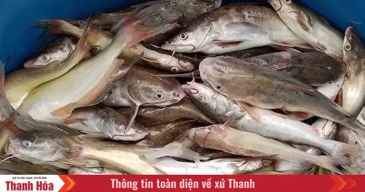 Cách Nấu Cá Ngạnh Om Mẻ Ngon Chuẩn Vị, Không Bị Tanh