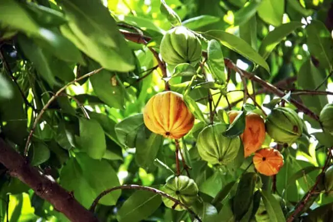 Cách Nấu Canh Cá Với Tai Chua: Hướng Dẫn Chi Tiết Từ A-z Cho Món Ăn Chuẩn Vị Cách Nấu Canh Cá Với Tai Chua: Hướng Dẫn Chi Tiết Từ A-z Cho Món Ăn Chuẩn Vị