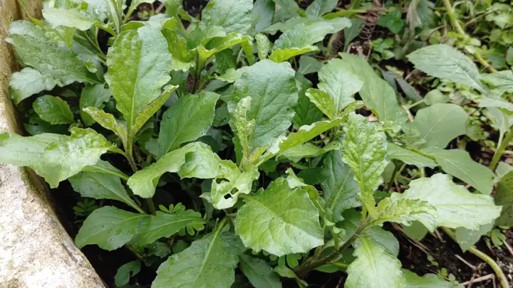 Cách Nấu Canh Cải Trời Ngon Mát, Bổ Dưỡng Cho Ngày Hè Cách Nấu Canh Cải Trời Ngon Mát, Bổ Dưỡng Cho Ngày Hè