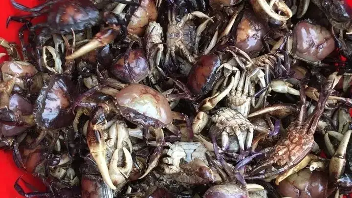 Cách Nấu Canh Cáy Không Bị Hôi: Bí Quyết Từ Nguyên Liệu Đến Thành Phẩm Cách Nấu Canh Cáy Không Bị Hôi: Bí Quyết Từ Nguyên Liệu Đến Thành Phẩm