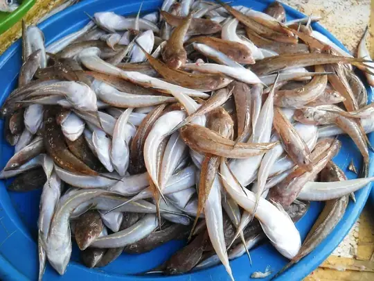 Cách Nấu Canh Chua Cá Chai Ngon Chuẩn Vị Miền Tây Cách Nấu Canh Chua Cá Chai Ngon Chuẩn Vị Miền Tây