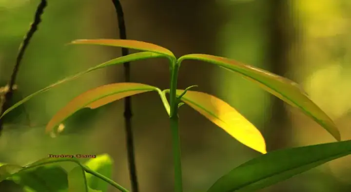 Cách Nấu Canh Chua Lá Bứa Thanh Mát, Giải Nhiệt Cho Ngày Hè Cách Nấu Canh Chua Lá Bứa Thanh Mát, Giải Nhiệt Cho Ngày Hè