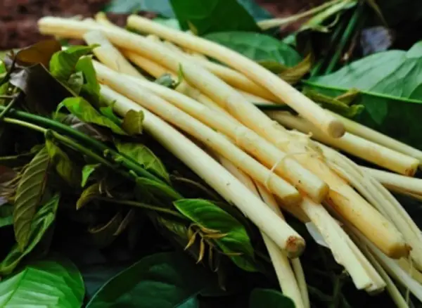 Cách Nấu Canh Đọt Mây: Hướng Dẫn Chi Tiết Từ A-z Cho Món Canh Dân Dã Miền Tây