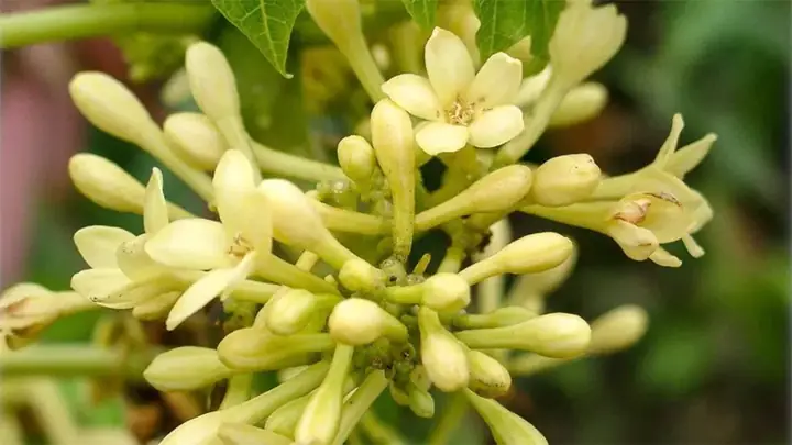 Cách Nấu Canh Hoa Đu Đủ Đực Thanh Mát, Bổ Dưỡng Cho Bữa Cơm Gia Đình