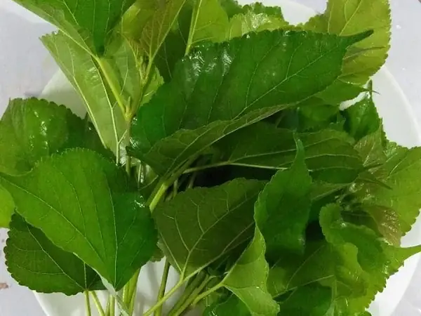 Cách Nấu Canh Lá Dâu Tằm Thanh Mát Giải Nhiệt Cho Ngày Hè