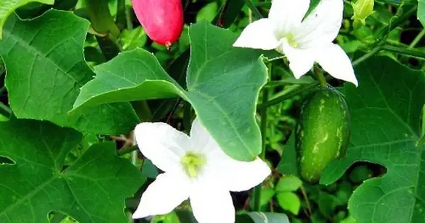 Cách Nấu Canh Rau Bình Bát Thanh Mát, Giải Nhiệt Cho Ngày Hè