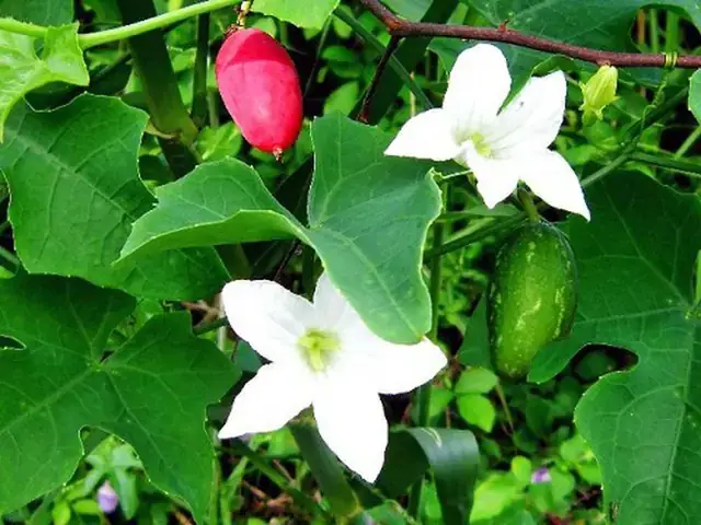 Cách Nấu Canh Rau Bình Bát Thanh Mát, Giải Nhiệt Cho Ngày Hè
