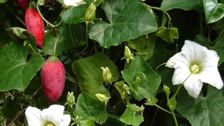 Cách Nấu Canh Rau Bình Bát Thanh Mát, Giải Nhiệt Cho Ngày Hè