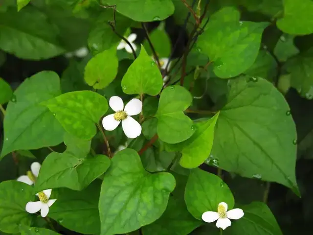 Cách Nấu Canh Rau Diếp Cá Thịt Bò Cách Nấu Canh Rau Diếp Cá Thịt Bò