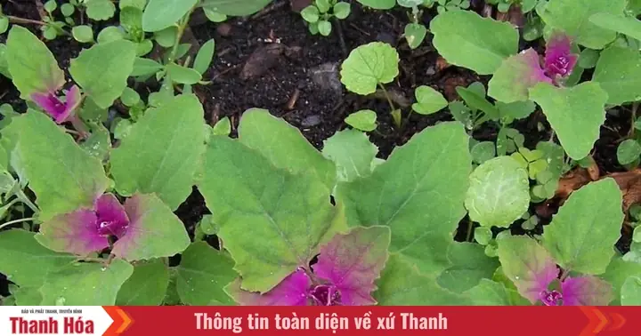 Cách Nấu Canh Rau Muối Ngon, Thanh Mát Cho Bữa Cơm Gia Đình Cách Nấu Canh Rau Muối Ngon, Thanh Mát Cho Bữa Cơm Gia Đình