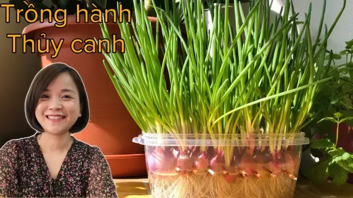 Cách Nấu Canh Trứng Hành Lá Ngon, Đơn Giản Tại Nhà