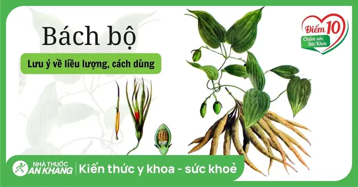 Cách Nấu Cao Bách Bộ Chuẩn Vị Và An Toàn Tại Nhà
