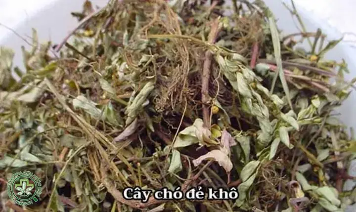 Cách Nấu Cao Cây Chó Đẻ Chi Tiết Và An Toàn Tại Nhà