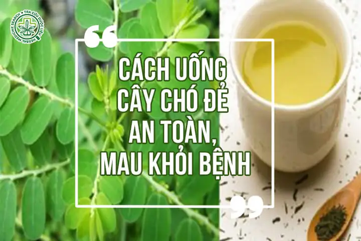 Cách Nấu Cao Cây Chó Đẻ Chi Tiết Và An Toàn Tại Nhà
